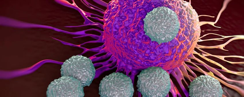A purple tumor is attacked by several grey T cells, representing a boosted immune response following immunotherapy. A purple tumor is attacked by several grey T cells, representing a boosted immune response following immunotherapy.