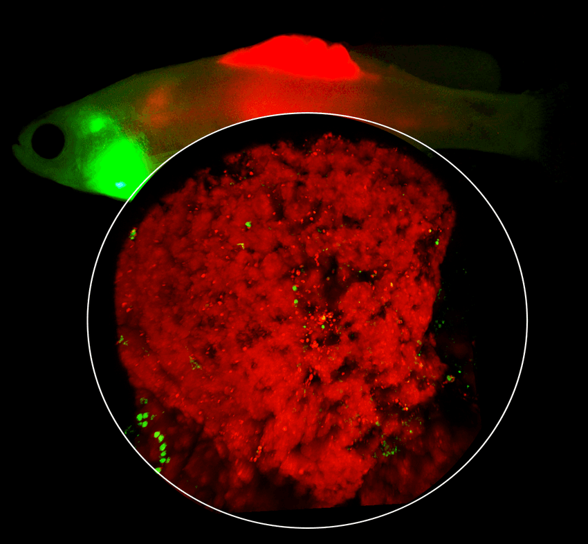 A red- and green-colored zebrafish in the background against a red-colored rock-like structure depicting melanoma tumors with CRATERs on its surface. A red- and green-colored zebrafish in the background against a red-colored rock-like structure depicting melanoma tumors with CRATERs on its surface.