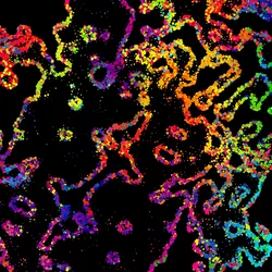 Abstract multicolored image representing a cross section of tissue and the spatial organization of cells. Abstract multicolored image representing a cross section of tissue and the spatial organization of cells.