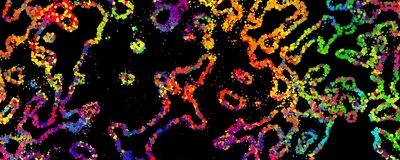 Abstract multicolored image representing a cross section of tissue and the spatial organization of cells.