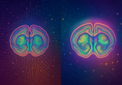 AI-produced rendering of mouse brain regionalization overlaid with network motifs, symbolizing the fusion of artificial intelligence and neuroanatomical discovery.