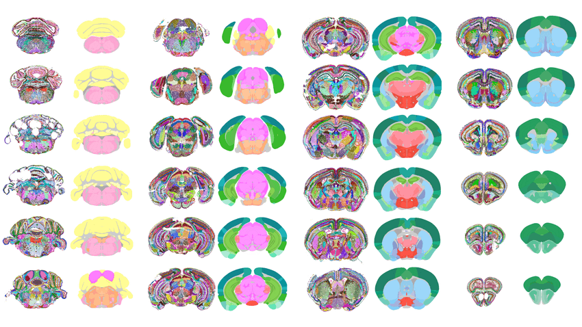 Example images from 1,300 regions/subregion in mouse brain created by the algorithm CellTransformer. Example images from 1,300 regions/subregion in mouse brain created by the algorithm CellTransformer.