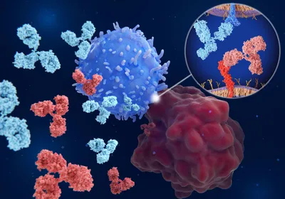 Antibodies block the interaction between PD-L1 (on the surface of a cancer cell) and PD-1 (on the surface of a T cell). Antibodies block the interaction between PD-L1 (on the surface of a cancer cell) and PD-1 (on the surface of a T cell).