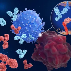 Antibodies block the interaction between PD-L1 (on the surface of a cancer cell) and PD-1 (on the surface of a T cell). Antibodies block the interaction between PD-L1 (on the surface of a cancer cell) and PD-1 (on the surface of a T cell).