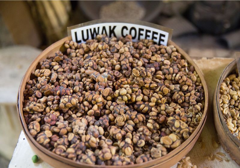 What’s the Secret to Civet Coffee’s Distinctive Taste? | The Scientist