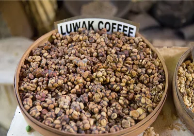 A bowl of kopi luwak beans, also called civet coffee. A bowl of kopi luwak beans, also called civet coffee.