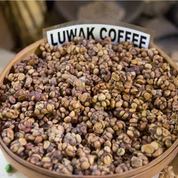 A bowl of kopi luwak beans, also called civet coffee. A bowl of kopi luwak beans, also called civet coffee.