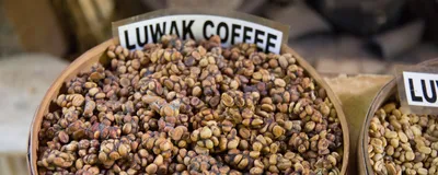 A bowl of kopi luwak beans, also called civet coffee.