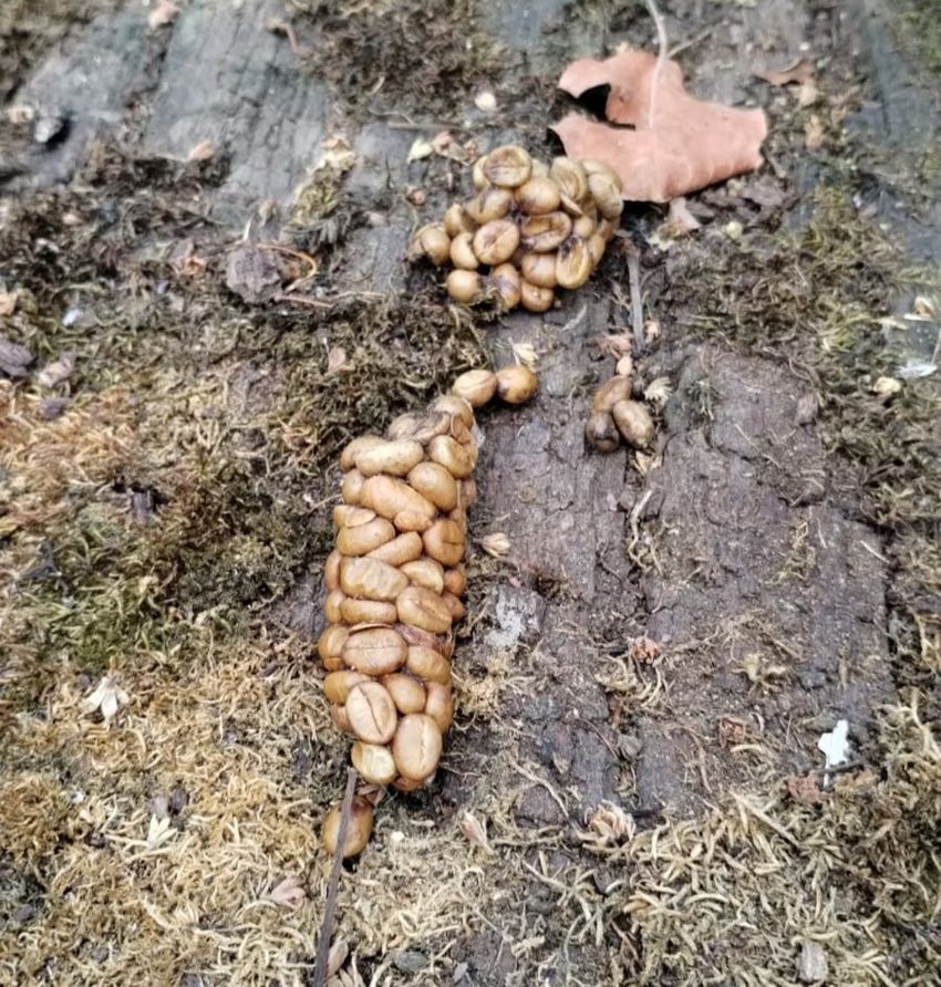 Asian common palm civet scat containing ingested coffee berries. Asian common palm civet scat containing ingested coffee berries.