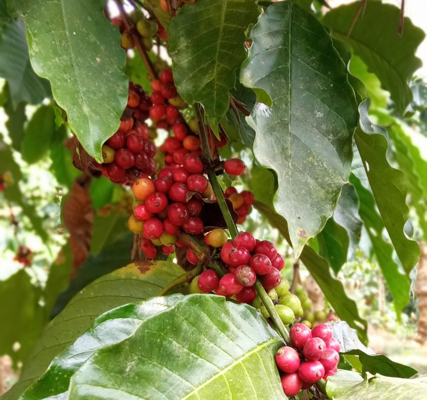 A bunch of ripe Robusta coffee berries. A bunch of ripe Robusta coffee berries.