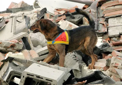 A cadaver dog stands on alert atop a pile of rubble, indicating how these dogs not only help solve crimes but are also valuable resources in the face of natural disasters. A cadaver dog stands on alert atop a pile of rubble, indicating how these dogs not only help solve crimes but are also valuable resources in the face of natural disasters.