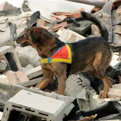A cadaver dog stands on alert atop a pile of rubble, indicating how these dogs not only help solve crimes but are also valuable resources in the face of natural disasters. 