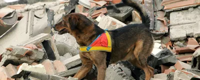 A cadaver dog stands on alert atop a pile of rubble, indicating how these dogs not only help solve crimes but are also valuable resources in the face of natural disasters. A cadaver dog stands on alert atop a pile of rubble, indicating how these dogs not only help solve crimes but are also valuable resources in the face of natural disasters.