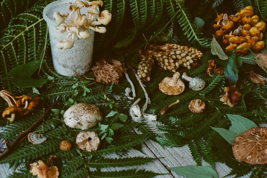 Image of different mushrooms spread out on top of green foliage. Image of different mushrooms spread out on top of green foliage.