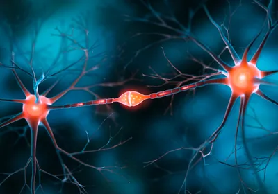 Two motor neurons are linked by a synapse.
