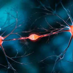 Two motor neurons are linked by a synapse.