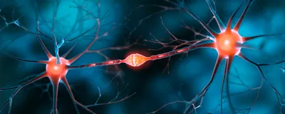Two motor neurons are linked by a synapse.