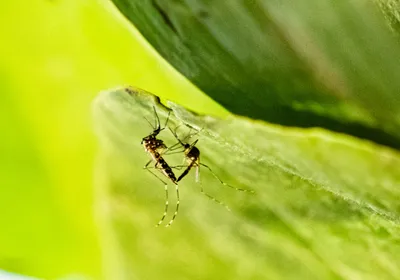 Image of two mosquitoes mating with a green background.