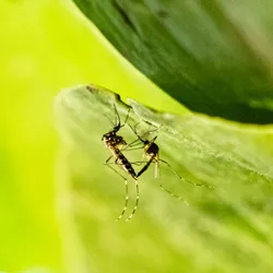 Image of two mosquitoes mating with a green background.