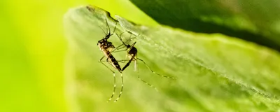 Image of two mosquitoes mating with a green background.