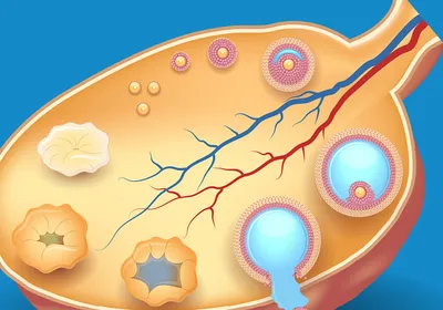 An illustration shows the cross-section of an ovary showing follicles at various stages of development, including a mature follicle releasing an egg during ovulation.