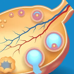 An illustration shows the cross-section of an ovary showing follicles at various stages of development, including a mature follicle releasing an egg during ovulation.