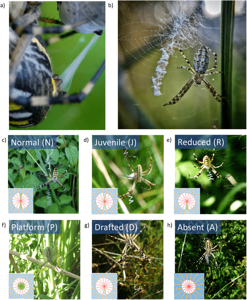 An image from the paper showing Argiope bruennichi creating stabilimenta with different geometries. An image from the paper showing Argiope bruennichi creating stabilimenta with different geometries.