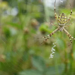 A spider of the Argiope bruennichi species sits in the center of the web. She has made stabilimenta in the “normal” orientation. A spider of the Argiope bruennichi species sits in the center of the web. She has made stabilimenta in the “normal” orientation.