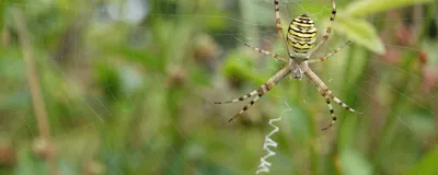 A spider of the Argiope bruennichi species sits in the center of the web. She has made stabilimenta in the “normal” orientation. A spider of the Argiope bruennichi species sits in the center of the web. She has made stabilimenta in the “normal” orientation.
