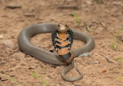An African spitting cobra (Naja mossambica) sits up in a striking position.