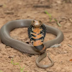 An African spitting cobra (Naja mossambica) sits up in a striking position. An African spitting cobra (Naja mossambica) sits up in a striking position.