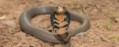    (Naja mossambica)   .