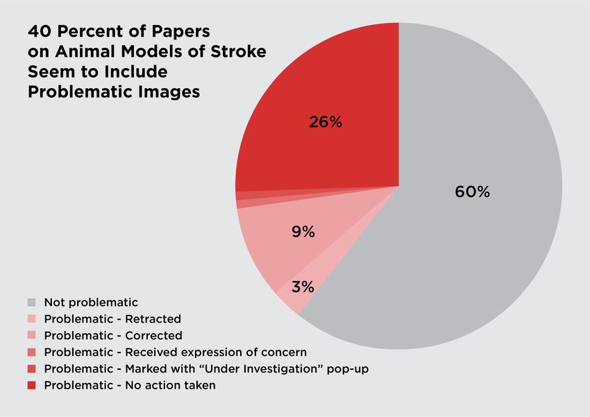 A pie chart titled “40 Percent of Papers on Animal Models of Stroke Seem to Include Problematic Images” depicting the proportion of studies that are likely problematic. The slice of non-problematic studies is depicted in grey (60 percent), and slices representing different subcategories of problematic studies are portrayed in different shades of red. Data labels are shown for “Problematic - No action taken” (26 percent), “Problematic - Corrected” (9 percent), and “Problematic - Retracted” (3 percent). A pie chart titled “40 Percent of Papers on Animal Models of Stroke Seem to Include Problematic Images” depicting the proportion of studies that are likely problematic. The slice of non-problematic studies is depicted in grey (60 percent), and slices representing different subcategories of problematic studies are portrayed in different shades of red. Data labels are shown for “Problematic - No action taken” (26 percent), “Problematic - Corrected” (9 percent), and “Problematic - Retracted” (3 percent).