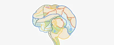 A drawing of a brain with roads and maps drawn on different sections to represent memory of location information, which is controlled by place cells in the hippocampus. A drawing of a brain with roads and maps drawn on different sections to represent memory of location information, which is controlled by place cells in the hippocampus.