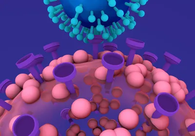 Cartoon illustration of a human cell with pink and purple proteins underneath a blue virus with light blue stalk proteins on an indigo background. 