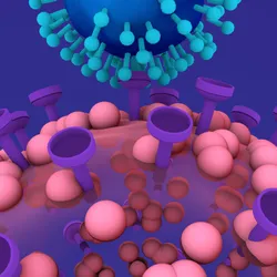 Cartoon illustration of a human cell with pink and purple proteins underneath a blue virus with light blue stalk proteins on an indigo background. 