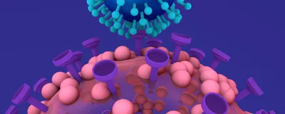 Cartoon illustration of a human cell with pink and purple proteins underneath a blue virus with light blue stalk proteins on an indigo background. Cartoon illustration of a human cell with pink and purple proteins underneath a blue virus with light blue stalk proteins on an indigo background.