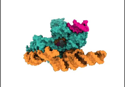 A space-filling model of a Cas12l nuclease. 