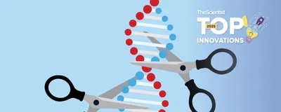 An illustration showing two pairs of molecular scissors cutting a DNA strand, symbolizing Cas proteins used in CRISPR-based gene editing.