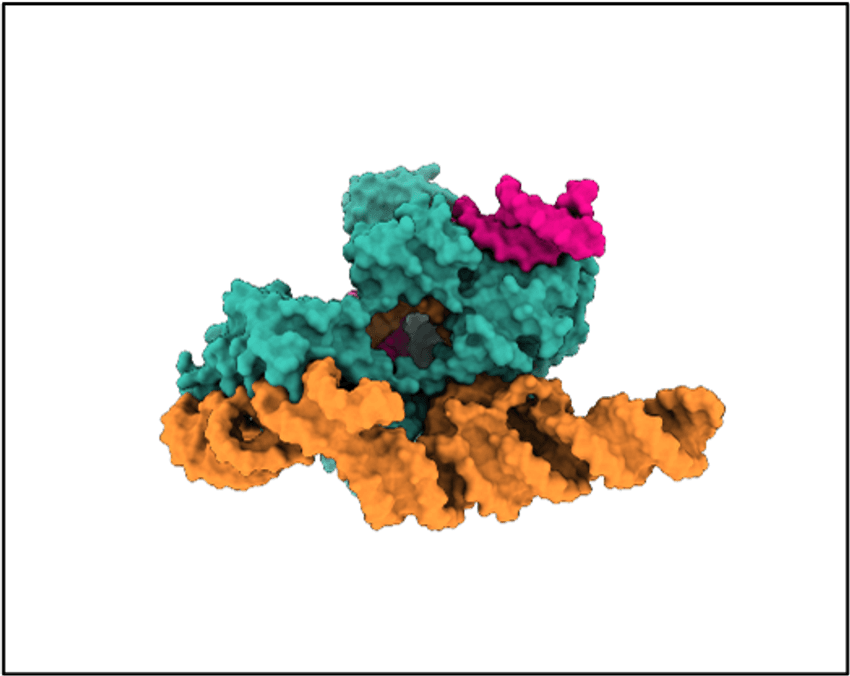 A space-filling model of a Cas12l nuclease.