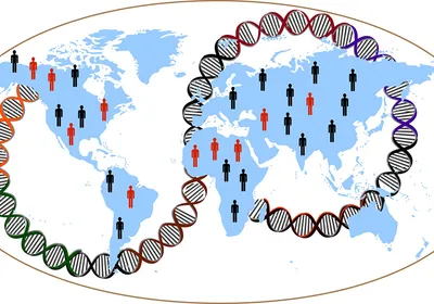 Illustration representing the finding of distinct gene associations and their risk in obesity from people of different ancestries. A global map is shown in blue with red and black human silhouettes arranged on the continents, representing people with and without gene mutations for obesity. A red and black loop of DNA is twisted around the world in a figure eight pattern. Illustration representing the finding of distinct gene associations and their risk in obesity from people of different ancestries. A global map is shown in blue with red and black human silhouettes arranged on the continents, representing people with and without gene mutations for obesity. A red and black loop of DNA is twisted around the world in a figure eight pattern.