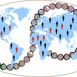 Illustration representing the finding of distinct gene associations and their risk in obesity from people of different ancestries. A global map is shown in blue with red and black human silhouettes arranged on the continents, representing people with and without gene mutations for obesity. A red and black loop of DNA is twisted around the world in a figure eight pattern. 