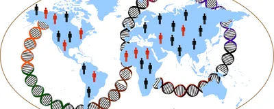Illustration representing the finding of distinct gene associations and their risk in obesity from people of different ancestries. A global map is shown in blue with red and black human silhouettes arranged on the continents, representing people with and without gene mutations for obesity. A red and black loop of DNA is twisted around the world in a figure eight pattern. 