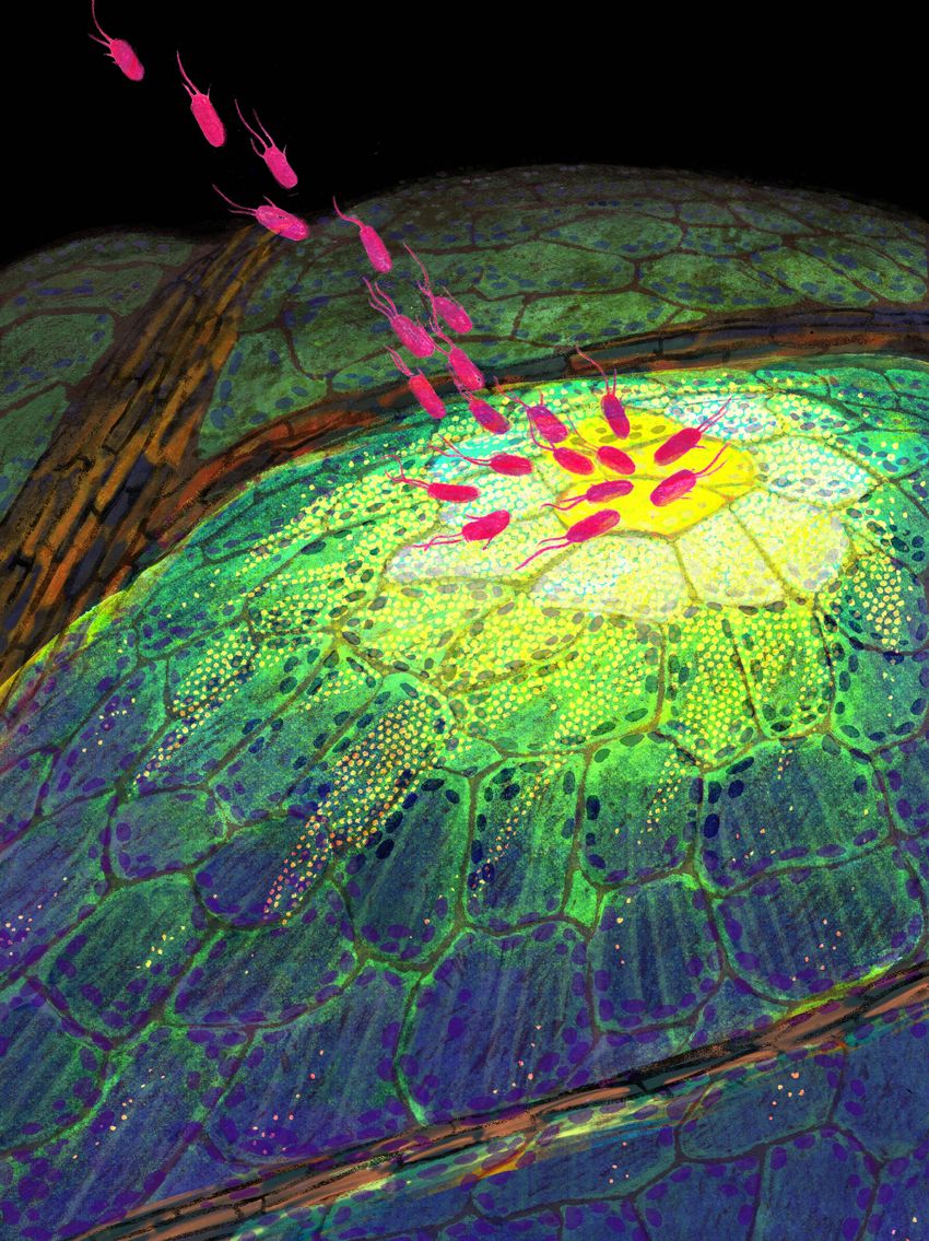Illustration of plant cells responding to pathogen attack. Illustration of plant cells responding to pathogen attack.