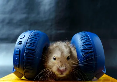 A mouse wears big blue headphones over its ears.