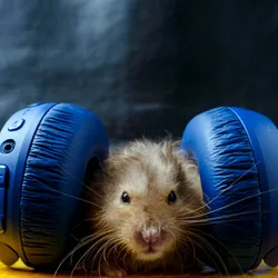 A mouse wears big blue headphones over its ears. A mouse wears big blue headphones over its ears.