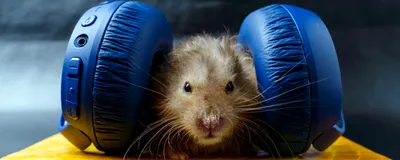 A mouse wears big blue headphones over its ears. A mouse wears big blue headphones over its ears.