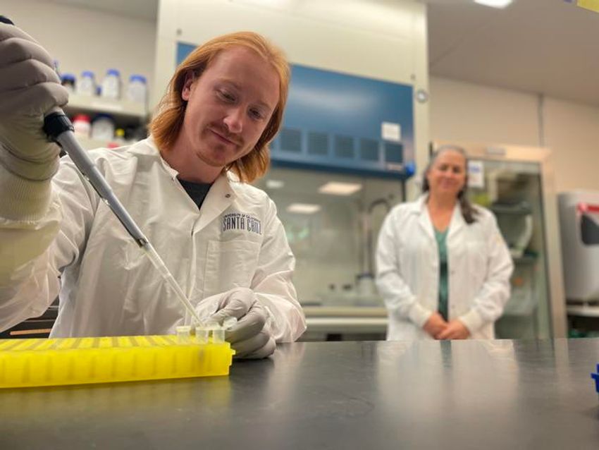 A scientist pipettes a liquid into some tubes while another scientist watches from behind. DuBois and her team’s work shed light on how human astroviruses enter and infect human cells. A scientist pipettes a liquid into some tubes while another scientist watches from behind. DuBois and her team’s work shed light on how human astroviruses enter and infect human cells.