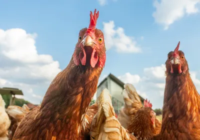 Photograph of a herd of brown chickens against a blue sky with clouds. 