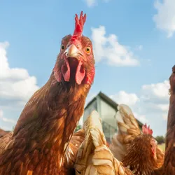 Photograph of a herd of brown chickens against a blue sky with clouds. 